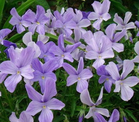 May sungay na violet