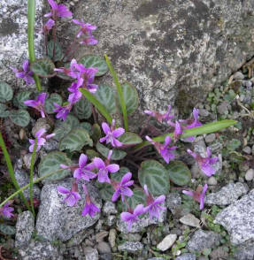 Violet variegated Variegata