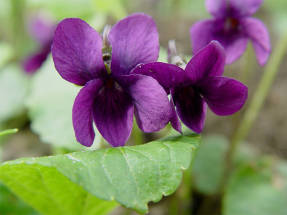 Violet mabangong purple