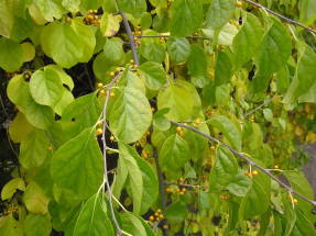 Carcoma de hojas redondas, frutos en maduración