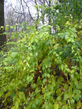 Carcoma de hojas redondas durante la fructificación