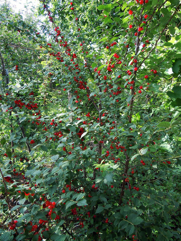Filtkirsebær (Cerasus tomentosa = Prunus tomentosa)