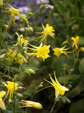 Aquilegia golden-flowered