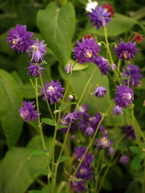 Aquilegia vulgaris var. stellata azul barlow