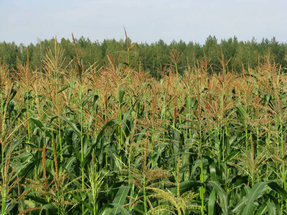 Cultiu de blat de moro vegetal amb sucre