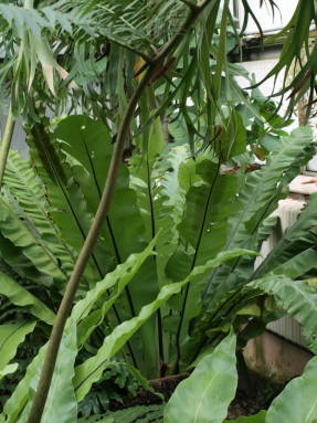 Asplenium tai pesäluu (Asplenium nidus) kasvihuoneessa