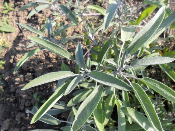 Extracta de Salvia officinalis