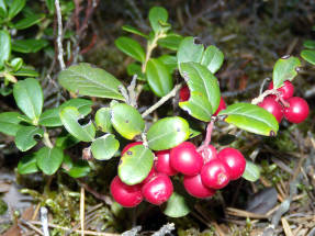 Wild lingonberry