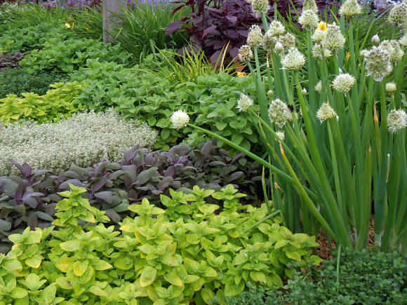 Medicinal plants for small gardens, balconies and patios