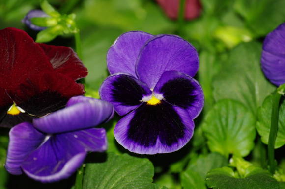 Vitrokka violeta
