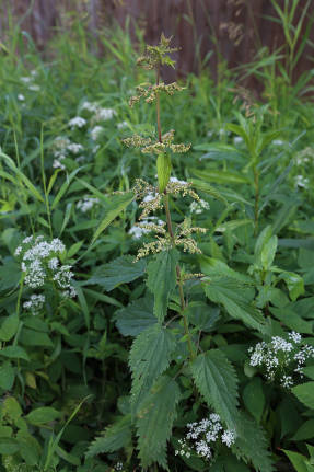 The use of nettles: from Dioscorides to the present day