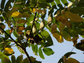 Manchu and walnut foliage as fertilizer