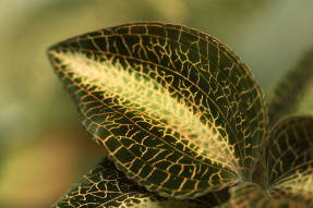 Unusual painting on a leaf of the precious orchid anectochilus (Anoectochilus)