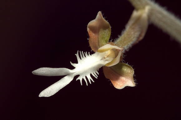 Anoectochilus hibrīds zieds