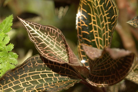 Orchidea Goodyera