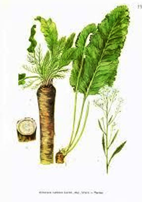 Useful properties of horseradish