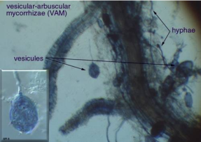 Mykorrhiza trenger inn i røttene