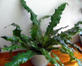 Banana microsorum (Microsorum musifolium), cultivar Crocodylus