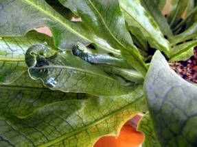 Banana microsorum (Microsorum musifolium), cultivar Crocodylus