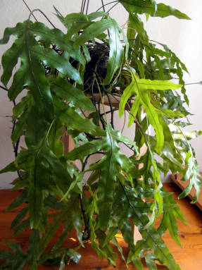 Microsorum diversifolium, helecho canguro