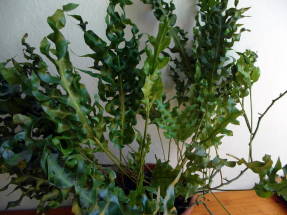 Microsorum scolopendria, kultivar Green Wave