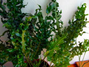 Microsorum scolopendria, kultivar Green Wave