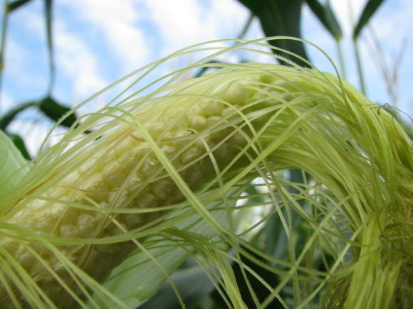 Vaistinės kukurūzų savybės